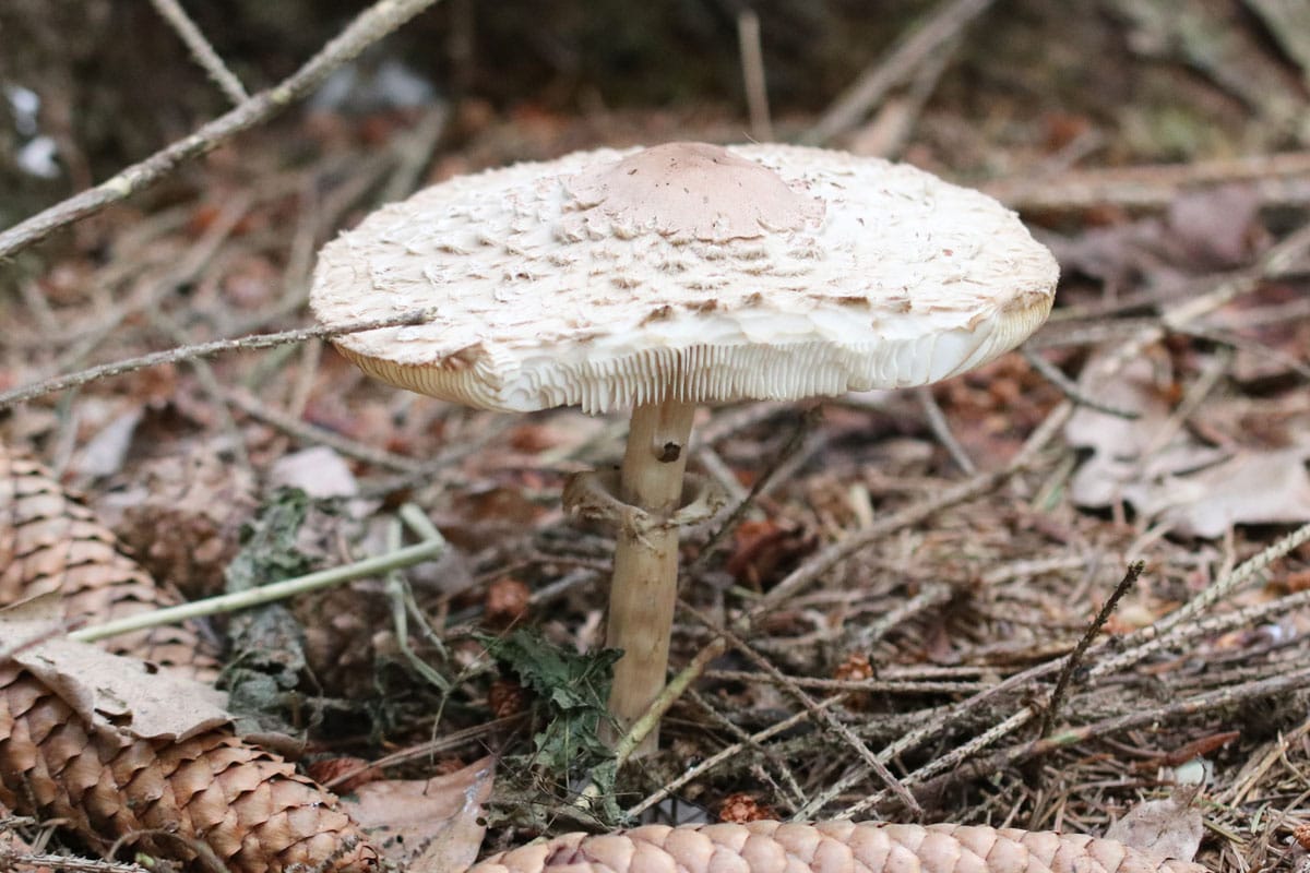 Gibt es schon Pilze? Pilzkalender für Sommerpilze