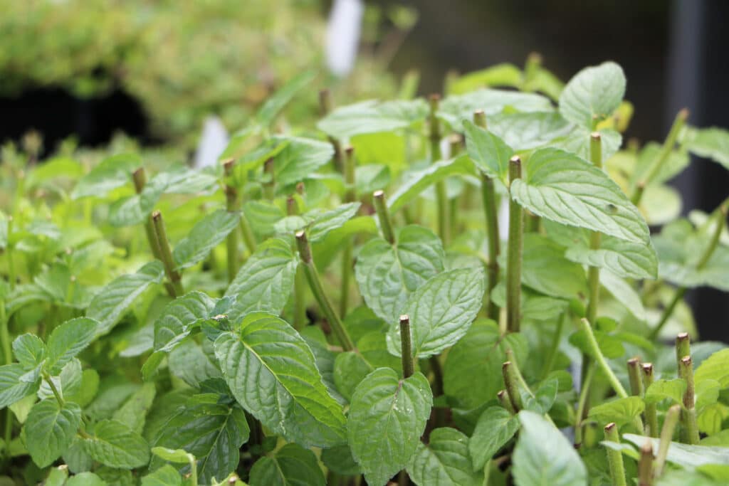 Pfefferminze (Mentha x piperita)