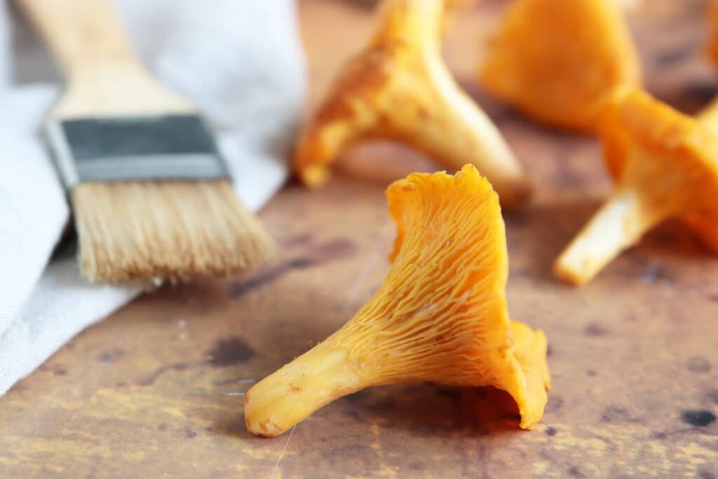 Pfifferlinge (Cantharellus cibarius)