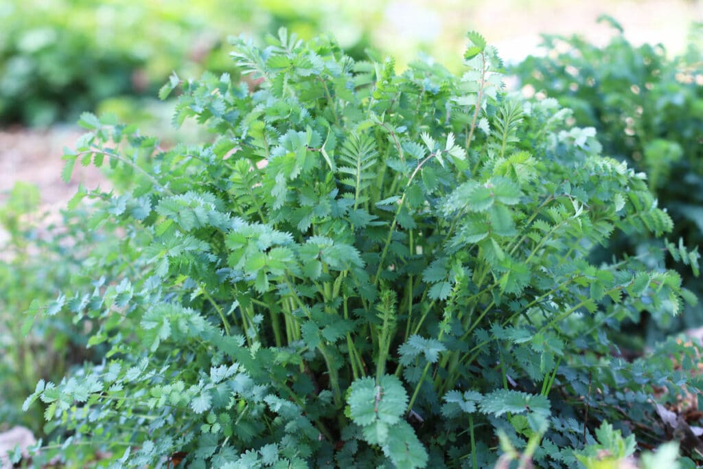 Pimpernelle (Sanguisorba minor)