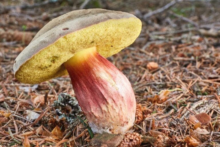 Gibt es schon Pilze? Pilzkalender für Sommerpilze