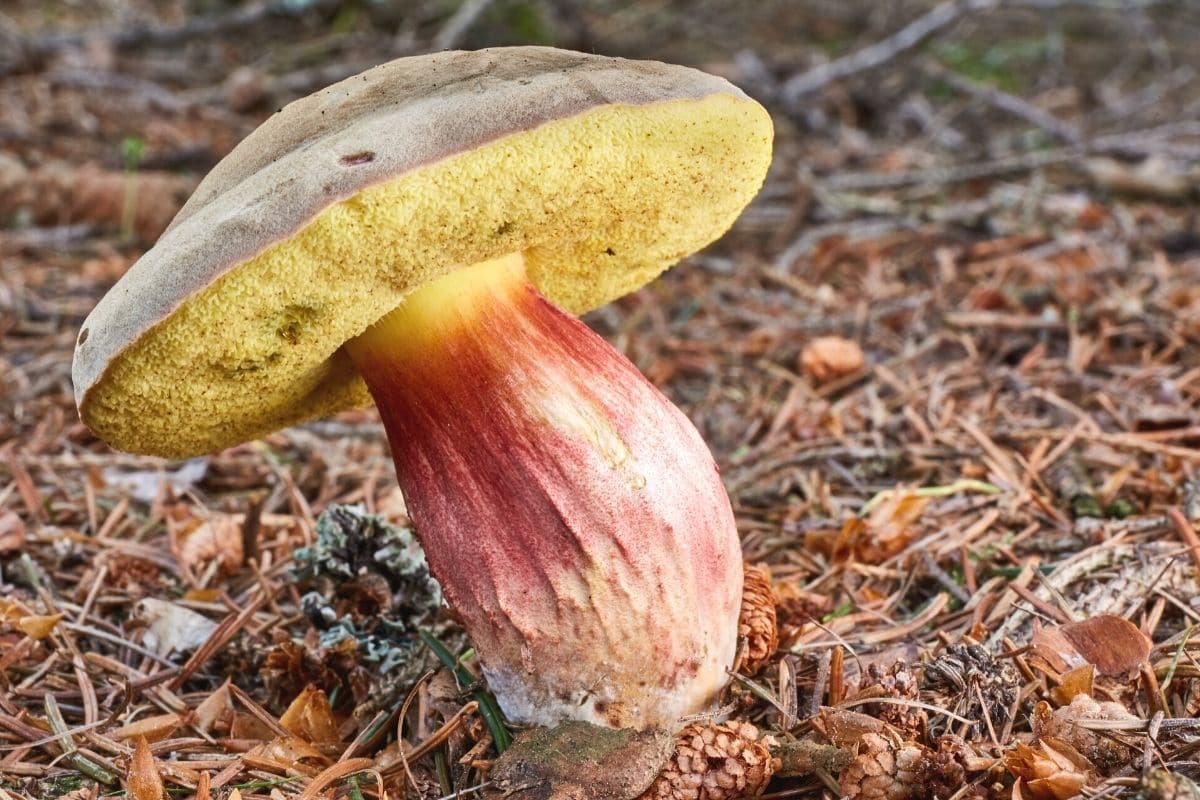 Gibt es schon Pilze? Pilzkalender für Sommerpilze
