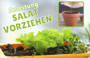 Salat vorziehen - Anzuchtschale am Fenster und Anzuchttopf mit Samen