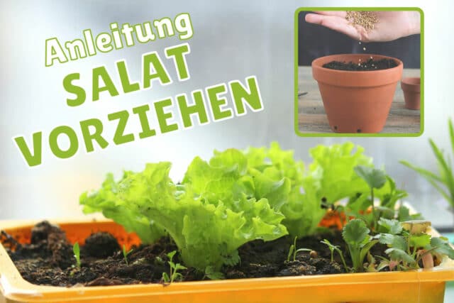 Salat vorziehen - Anzuchtschale am Fenster und Anzuchttopf mit Samen