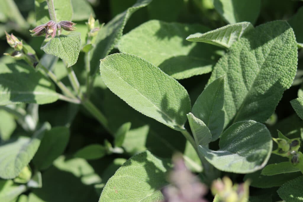 Salbei (Salvia officinalis)