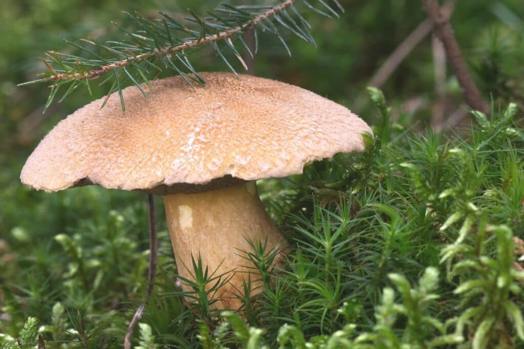 Sand-Röhrling (Suillus variegatus)