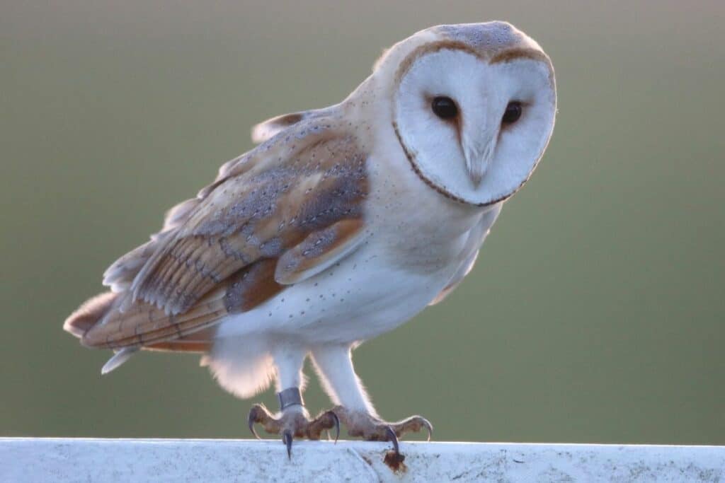 Schleiereule (Tyto alba)