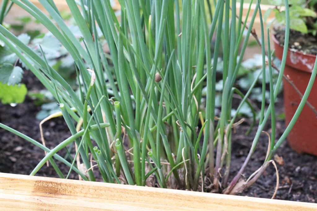 Schnittlauch (Allium schoenoprasum)