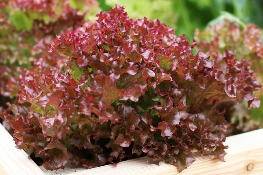 Salat 'Lollo rosso'