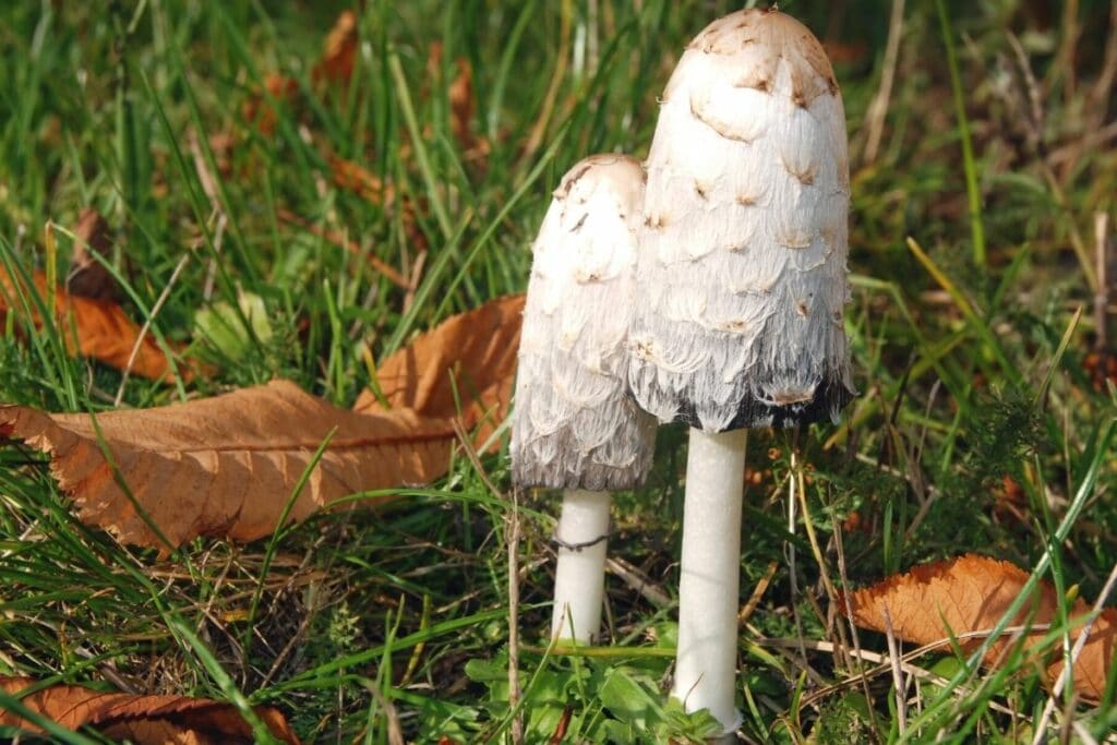 Schopf-Tintling (Coprinus comatus)