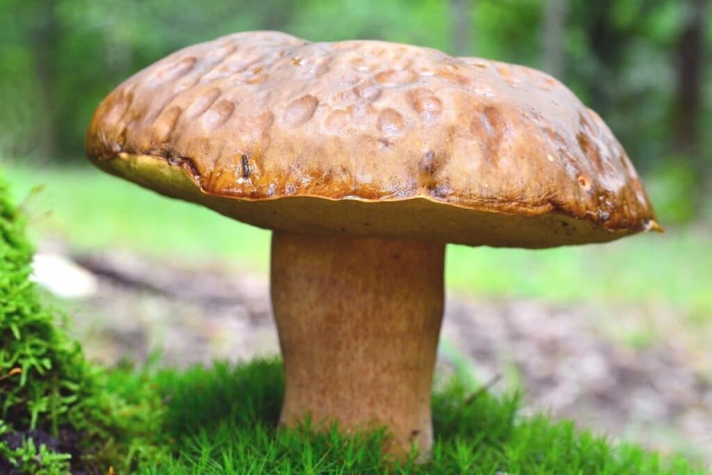 Sommer-Steinpilz (Boletus reticulatus)