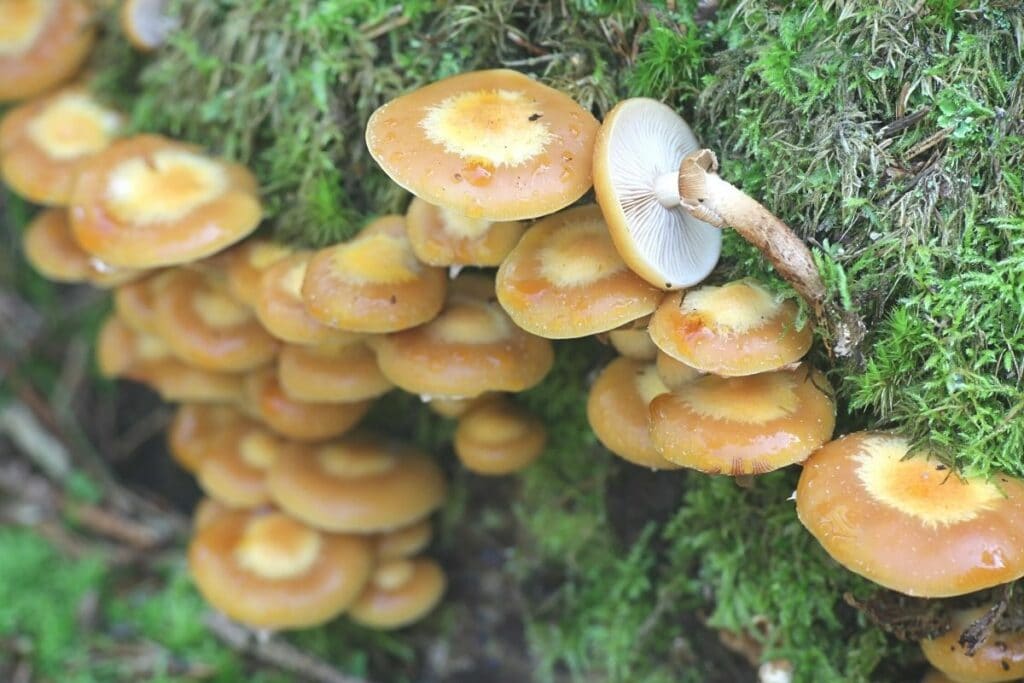 Stockschwämmchen (Kuehneromyces mutabilis)