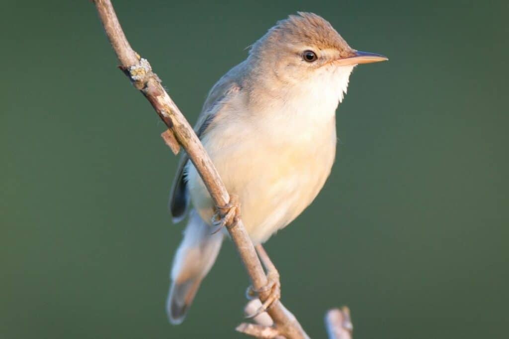 Sumpfrohrsänger (Acrocephalus palustris)