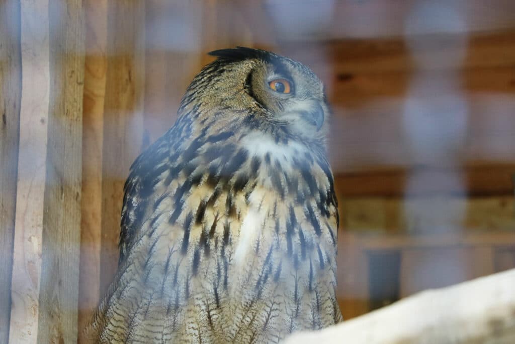 Uhu (Bubo bubo)