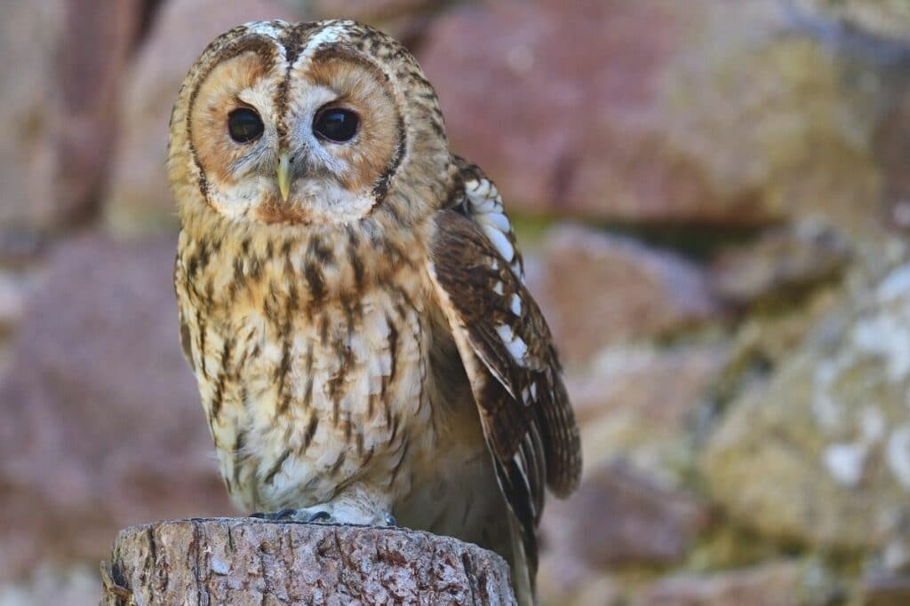 Waldkauz (Strix aluco)