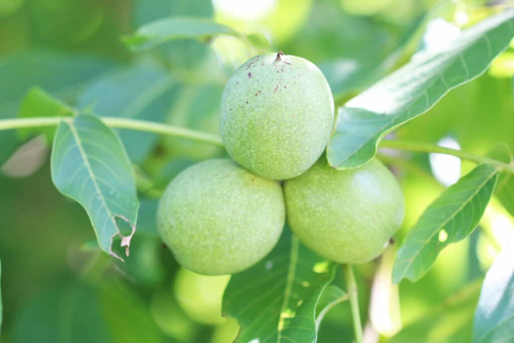 Walnussbaum (Juglans regia)