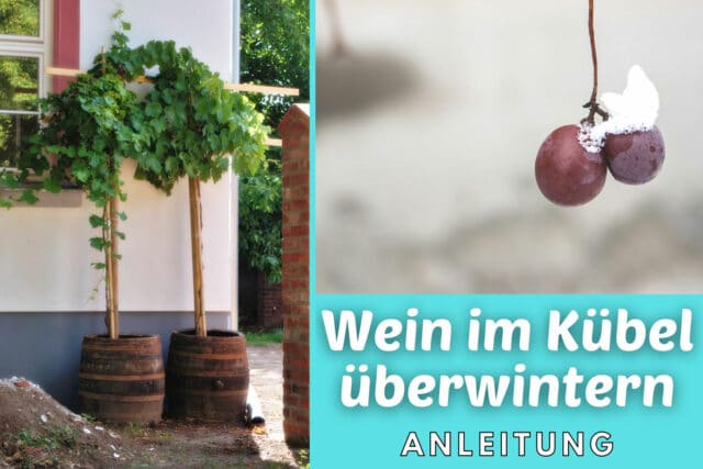 Wein im Topf überwintern