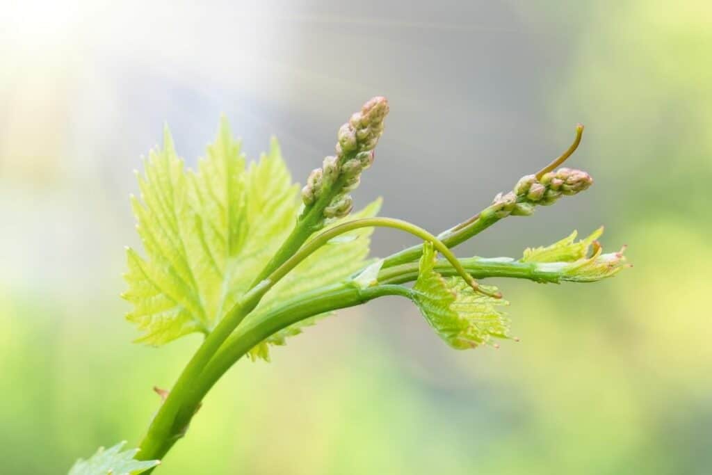 Junge Weintriebe im Frühling