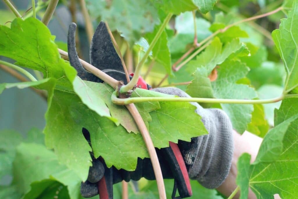 Weinreben schneiden