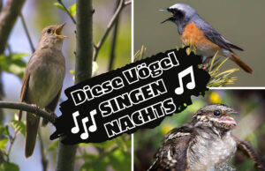 Welche Vögel singen nachts - Nachtigall, Gartenrotschwanz und Ziegenmelker