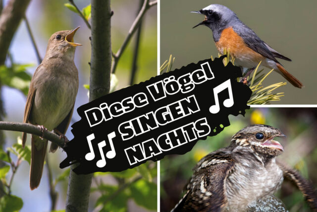 Welche Vögel singen nachts - Nachtigall, Gartenrotschwanz und Ziegenmelker