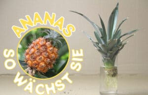 Wie wächst Ananas