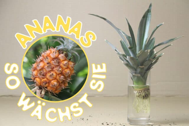 Wie wächst Ananas