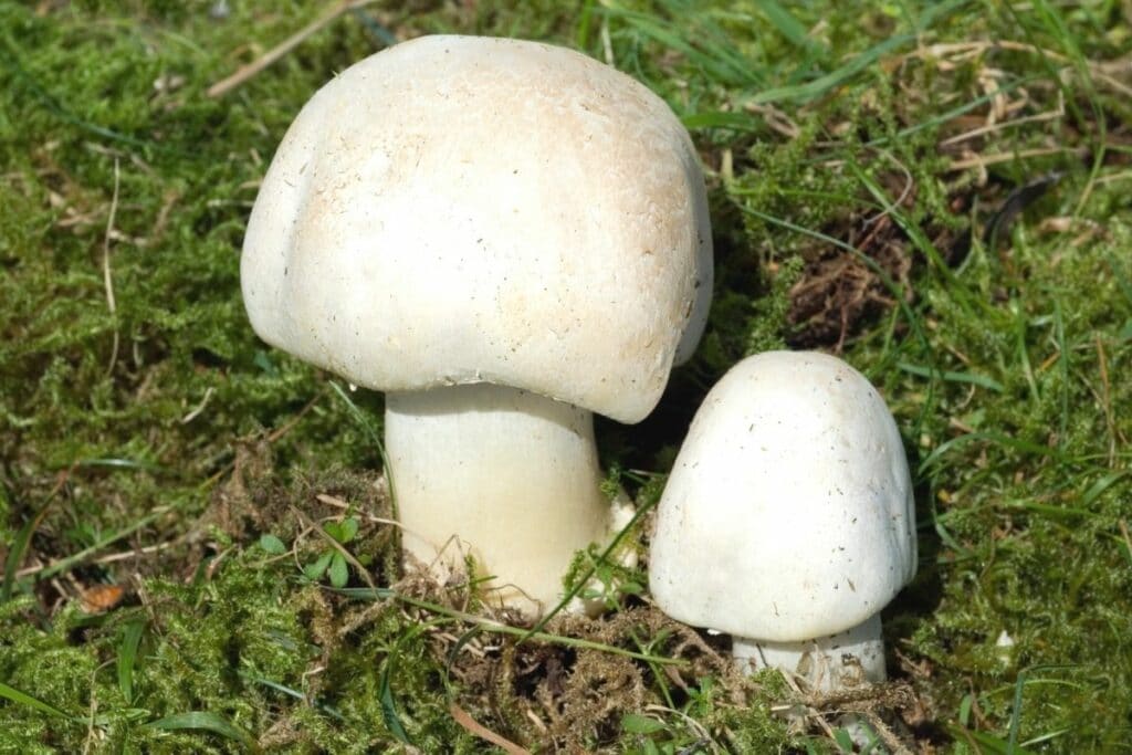 Wiesen-Champignon (Agaricus campestris)