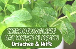 Weiße Flecken an Zitronenmelisse