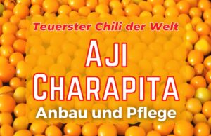 Aji Charapita anbauen