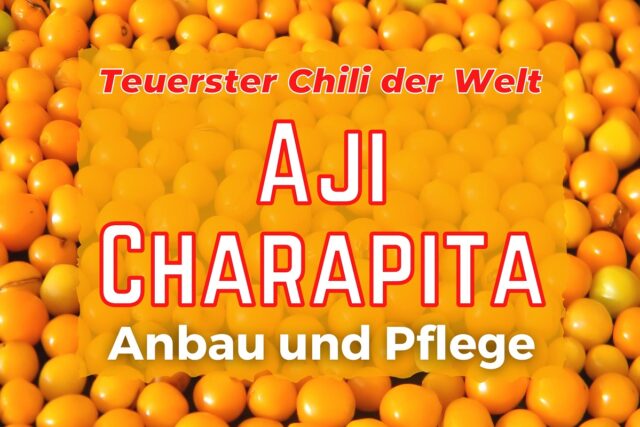 Aji Charapita anbauen