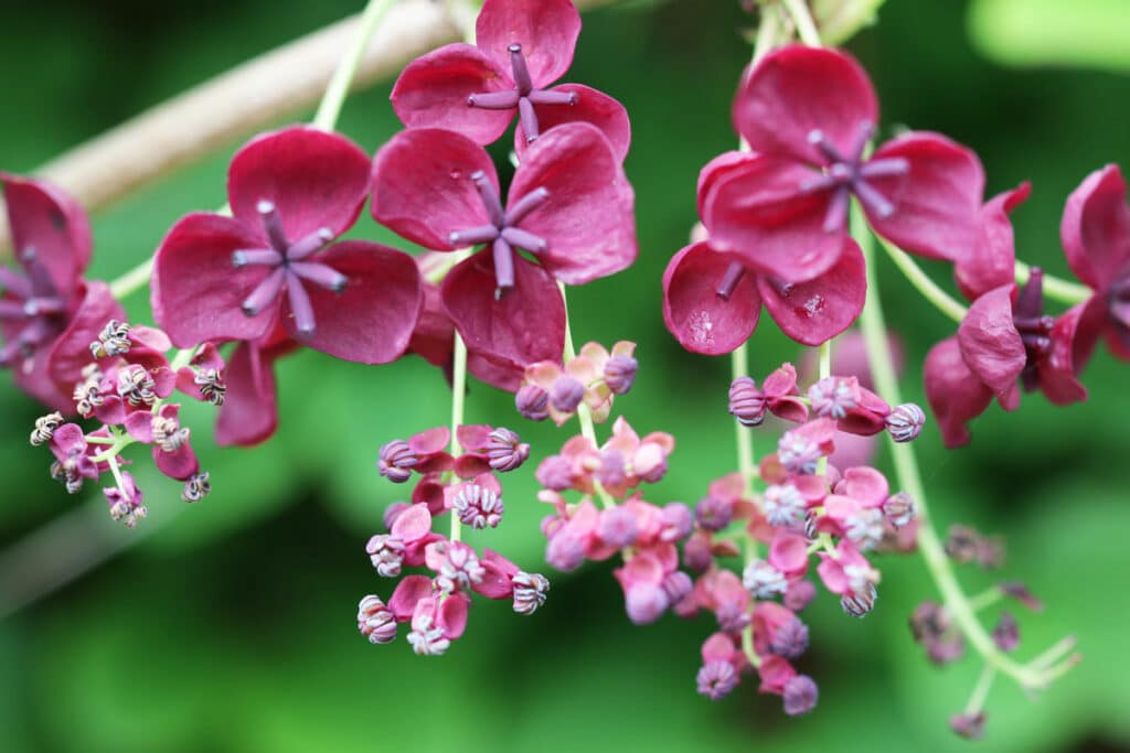 Akebie (Akebia quinata)