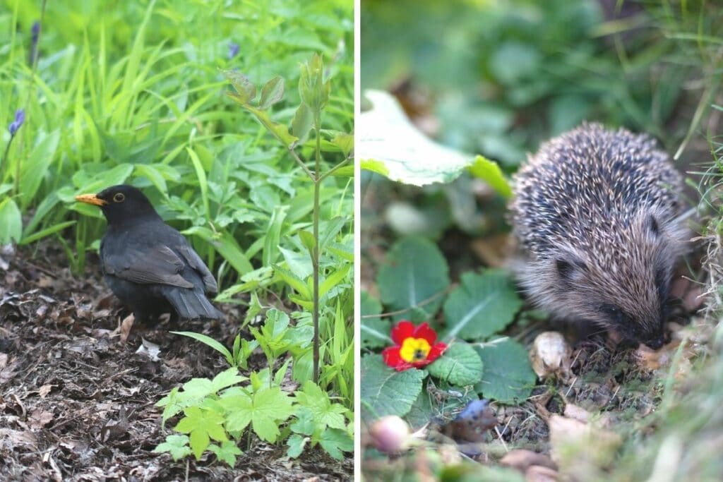 Amsel und Braunbrustigel