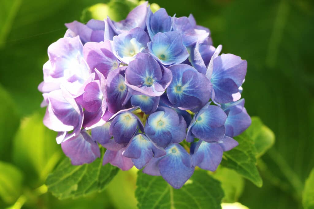 Ballhortensie (Hydrangea macrophylla)