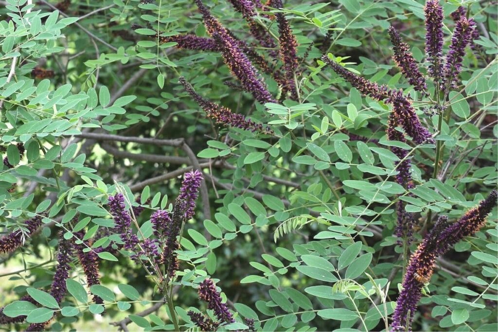 Bastardindigo (Amorpha fruticosa)