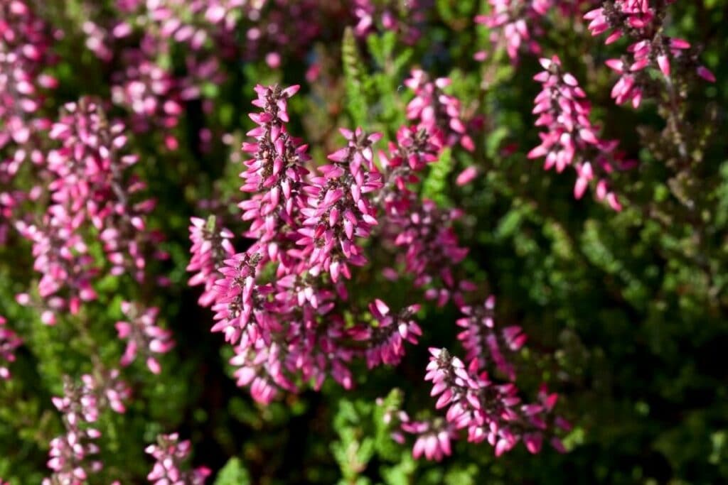 Besenheide (Calluna vulgaris)