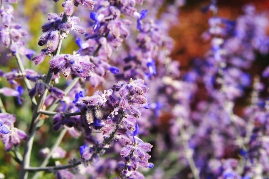 Blauraute (Perovskia atriplicifolia)