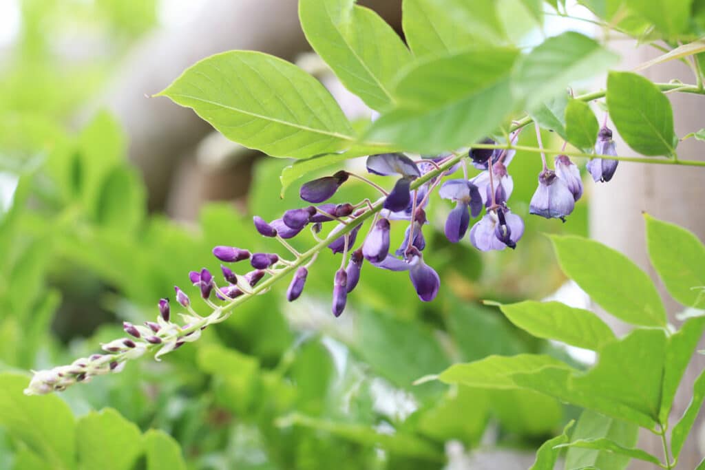 Blauregen (Wisteria sinensis)