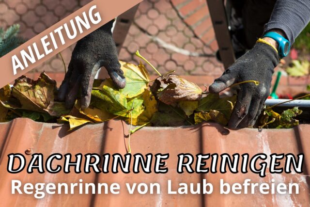 Dachrinnenreinigung durchführen