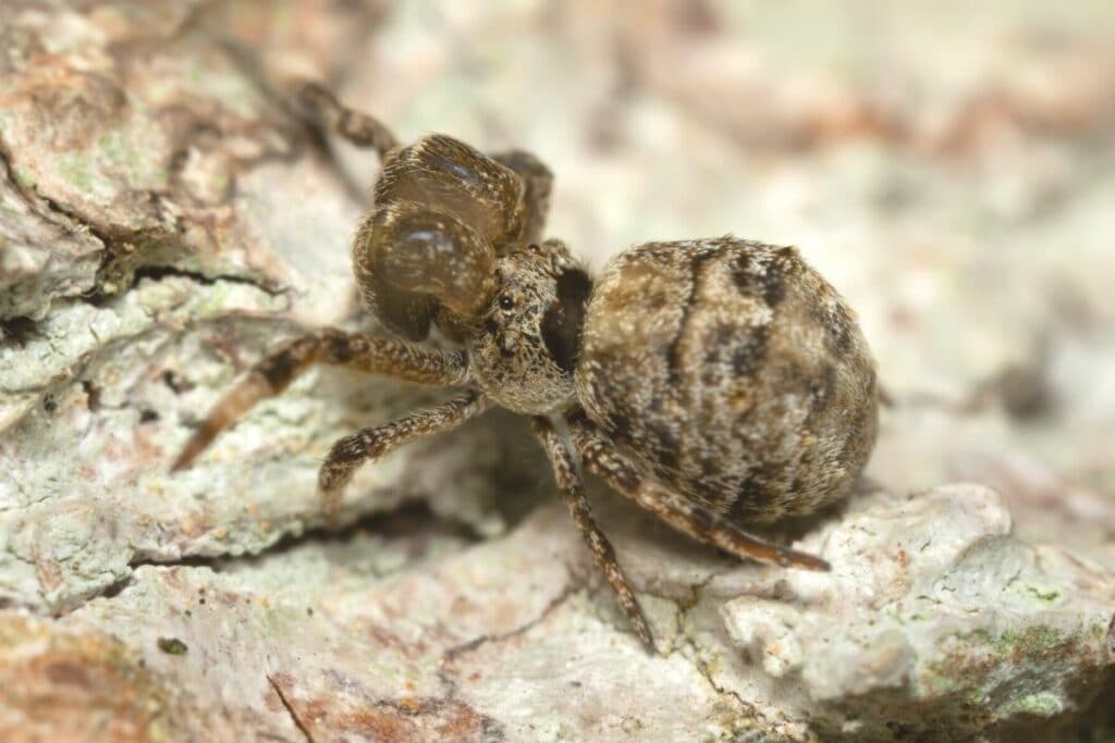 Dreiecksspinne (Hyptiotes paradoxus)