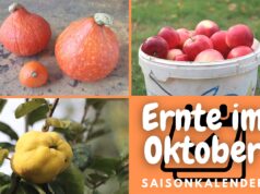 Ernte im Oktober - Äpfel, Kürbisse und Quitten