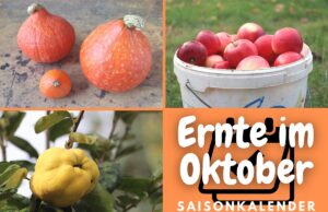 Ernte im Oktober - Äpfel, Kürbisse und Quitten