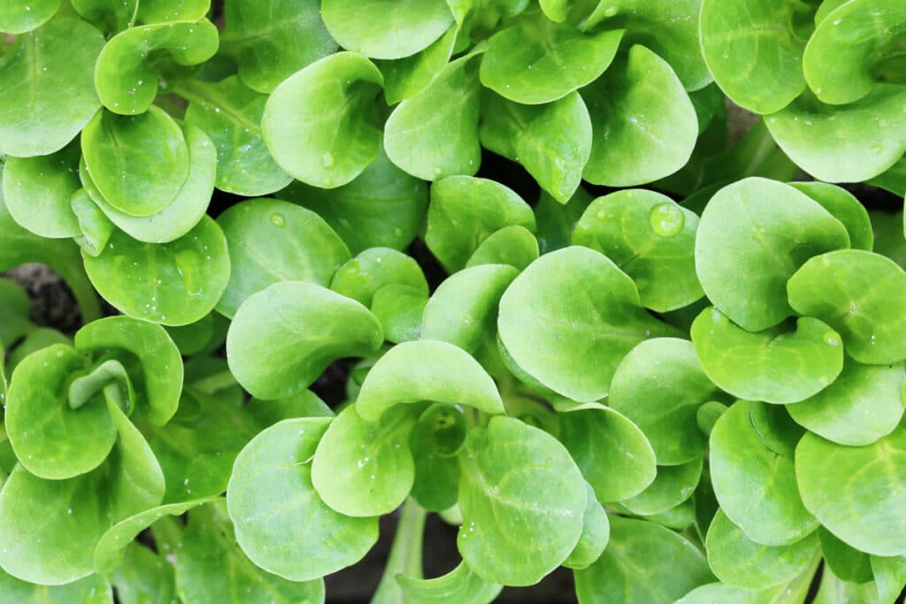 Feldsalat (Valerianella locusta)