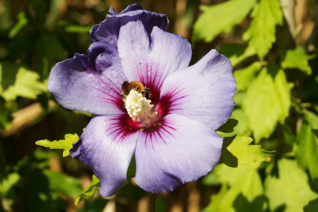 Garteneibisch (Hibiscus syriacus)