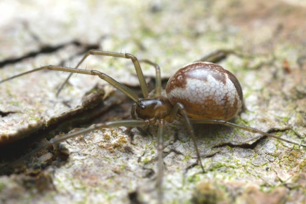 Gemeine Baldachinspinne (Linyphia triangularis)