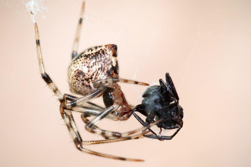 Gewächshausspinne (Parasteatoda tepidariorum)