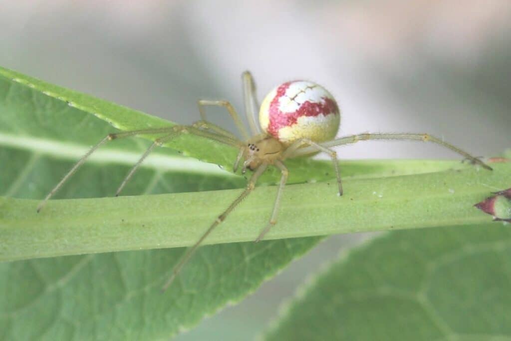 Gewöhnliche Ovalspinne (Enoplognatha ovata)