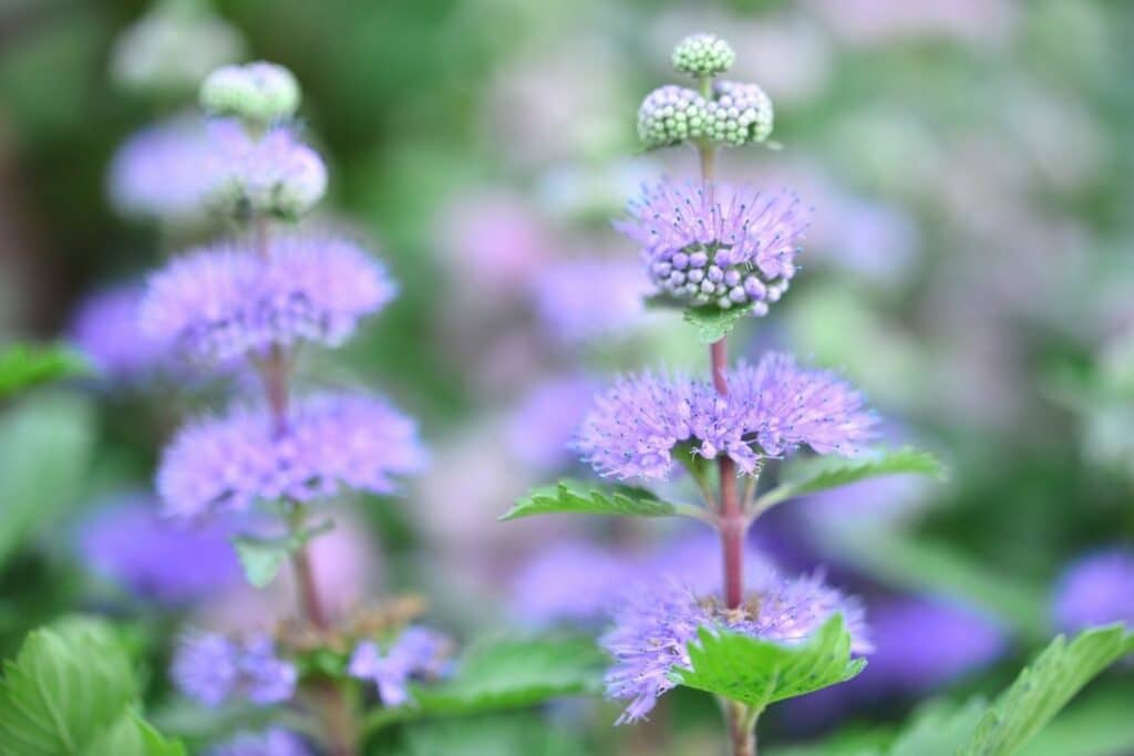 Graufilzige Bartblume (Caryopteris incana)