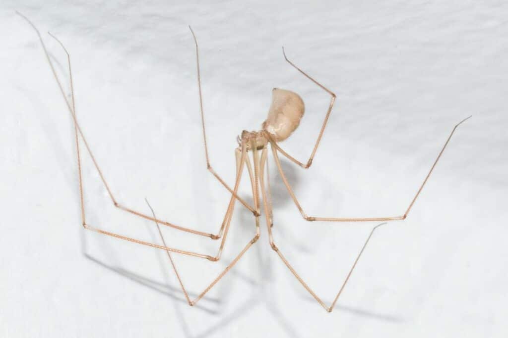 Große Zitterspinne (Pholcus phalangioides)