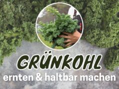 Grünkohl ernten und haltbar machen | Grünkohlzeit Grünkohl ernten